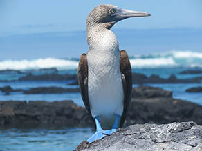 Blue-footed booby