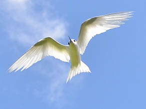 White tern