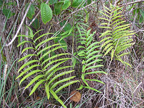 Neke fern