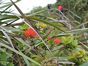 ‘ōhi’a