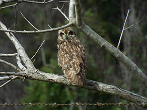 Pueo, Hawaiian Owl