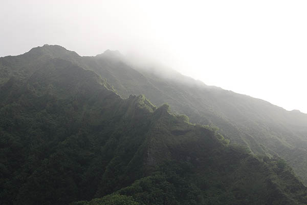 Forest on the ridge