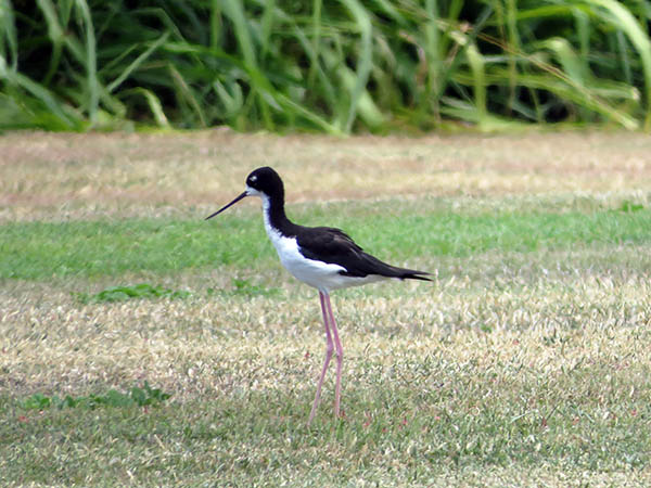 Hawaiian Stilt