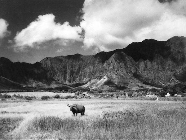 Water Buffalo