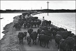 Cattle Drive