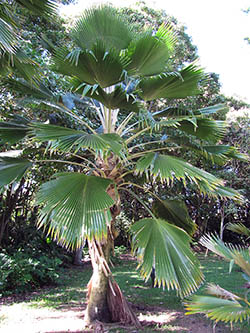 Fijian fan palm