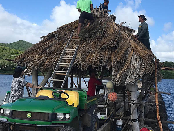 Thatching one of the hale