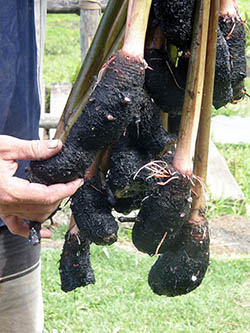 Taro plants