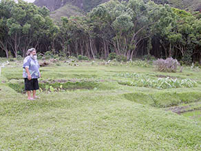 Kihei standing by the lo`i