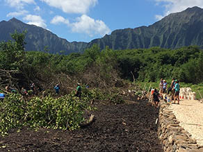 Clearing mangrove