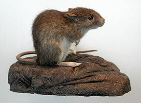 Polynesian Rat