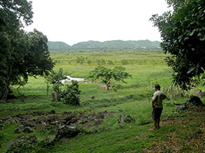 Kawainui Marsh