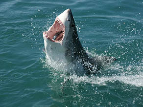 Great White Shark