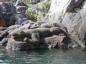 Taniwha carving