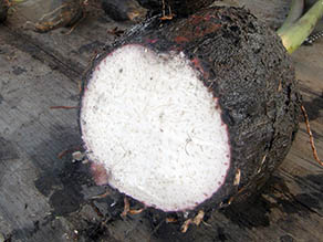 Taro corm grain