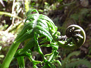 Hō‘i‘o Fern