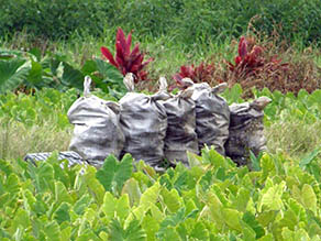 Sacks of taro