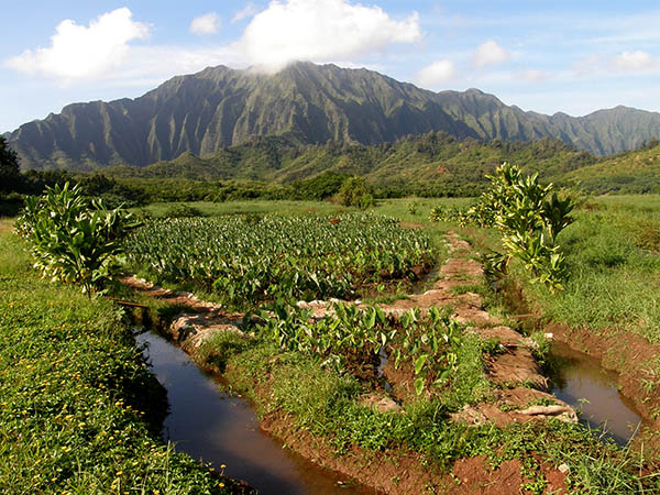 Taro Lo`i at Hoi