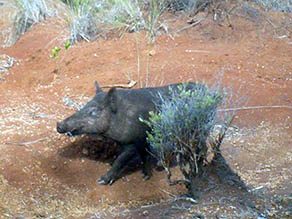 Feral pig