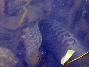 Undulated Moray