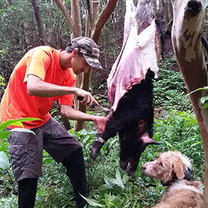 Pig being skinned