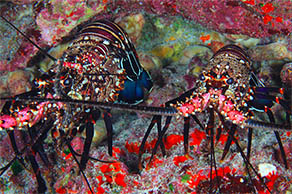 Hawaiian spiny lobster