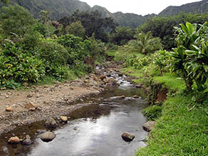 Stream at Waipao