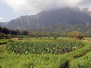 Taro patch at Hoi