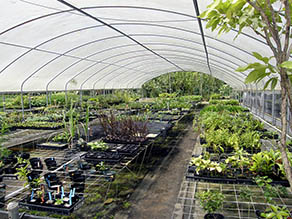 Inside the plant nursery