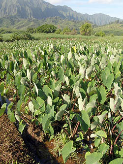 Taro growing