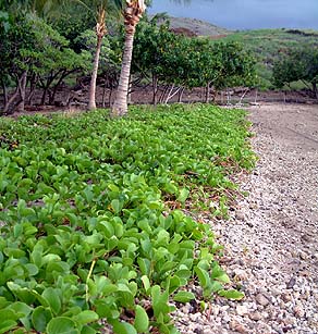 Beach Morning Glory