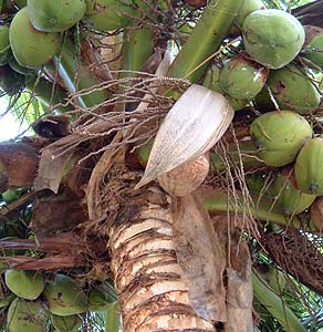 Coconuts