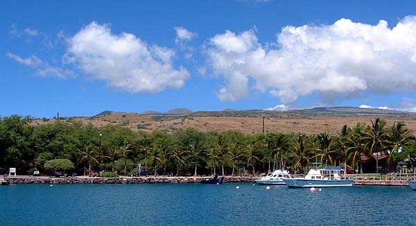 Waterfront palms