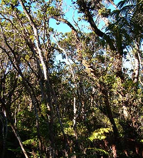 Ohi‘a forest