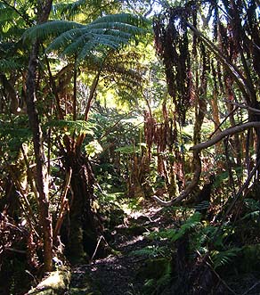 Hapu‘u trail