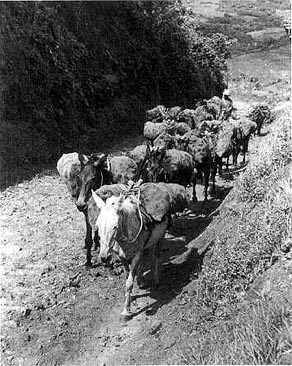 Mule Train