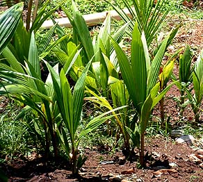 Baby palms