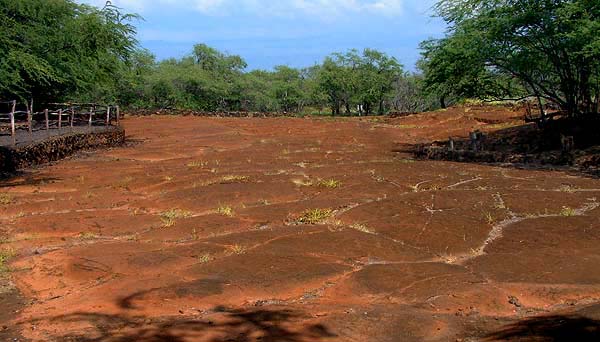 Petroglyph field