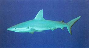 Galapagos Shark