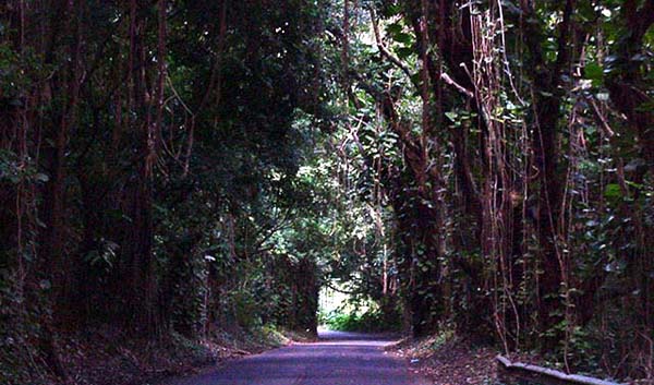 Old Pali Highway