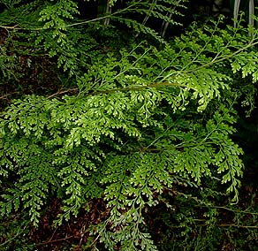 Ferns