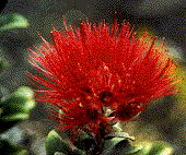 Lehua Blossom