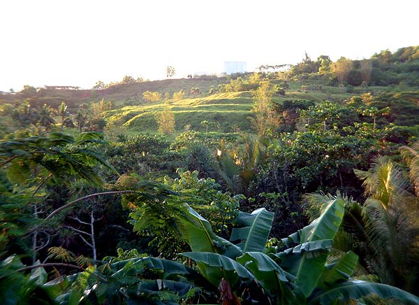 Terraces