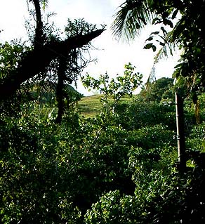 Airai Terraces