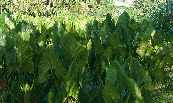 Large Taro