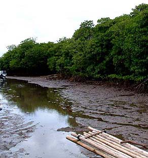 Low Tide at Dock