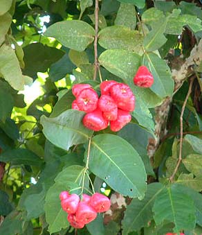 Rose Apples