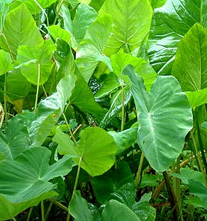 Taro in Rain