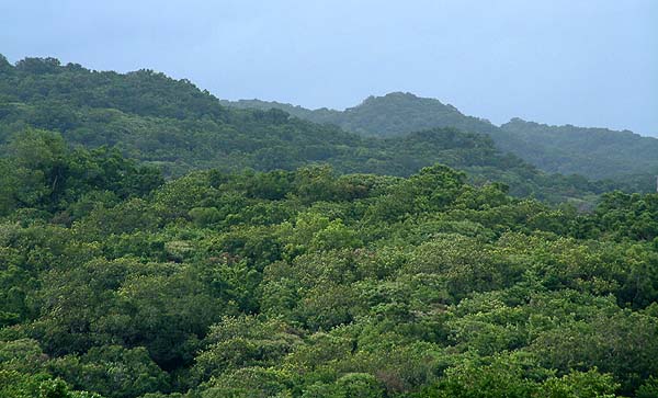 Upland Forest