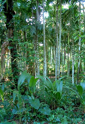 Village Trees